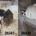 GwinnettHoundPuppies