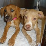Lilly and Libby Cobb