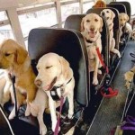 Cobb County Dog Bus
