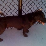 Gwinnett27637