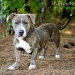 Walton Harley 2