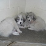 3GPpuppies