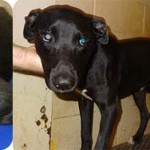 Floyd Black Dogs