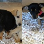 Gwinnett two puppies 10082012