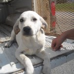 MurrayWhiteLab
