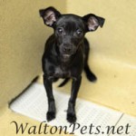 Walton Three Small Dogs