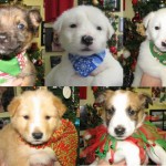BainbridgePuppies