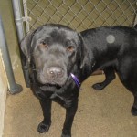 BlackLabMurray