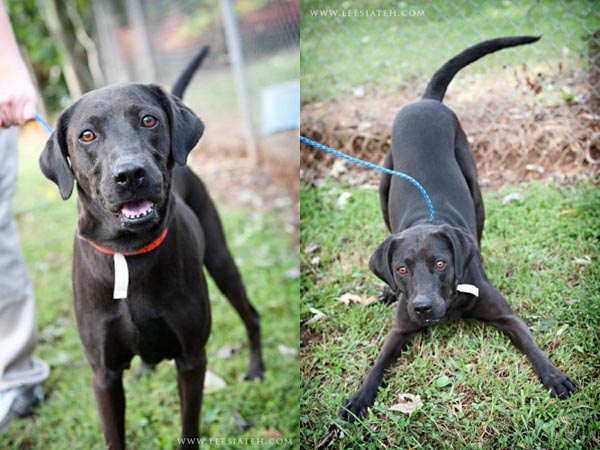 DeKalbBlackLab1115