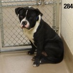 Gwinnett28424 copy