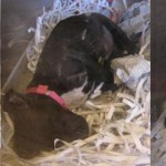 GwinnettThreePuppies