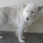 MurrayCountyWhiteHusky