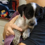 GwinnettHoundPuppy12062012