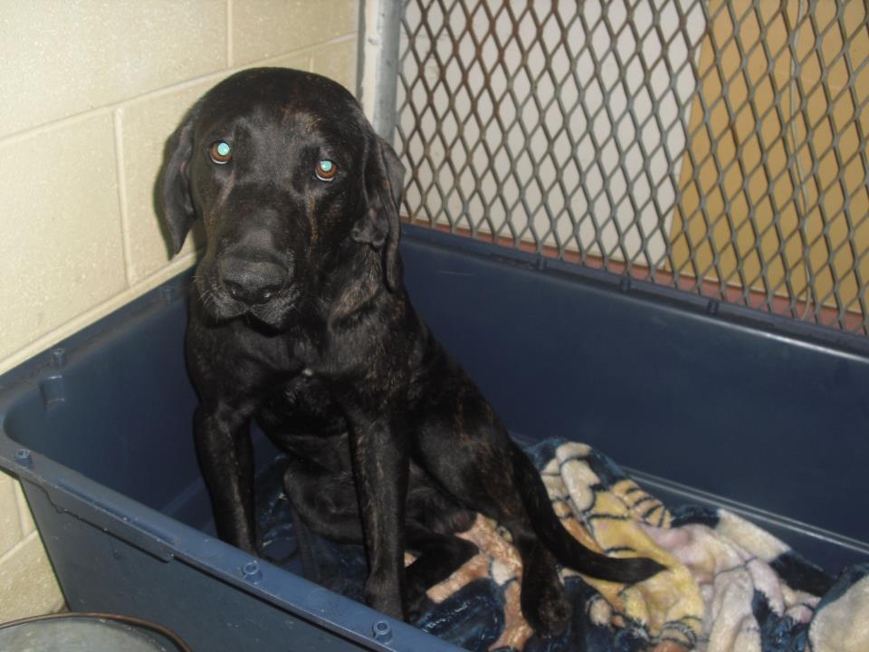 MurrayBlackLab