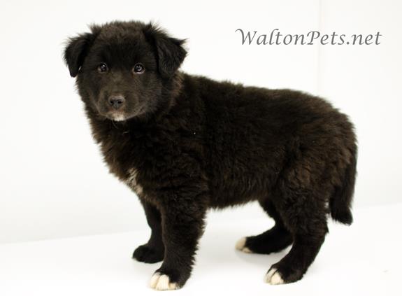 WaltonBearpaw