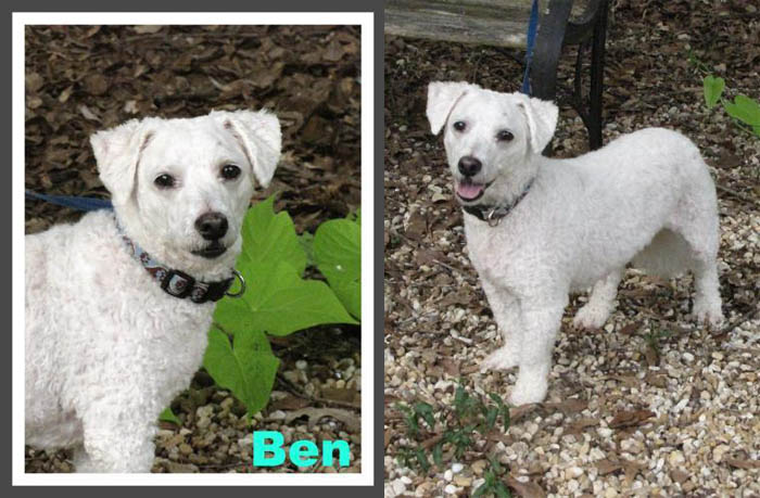 BenBichon