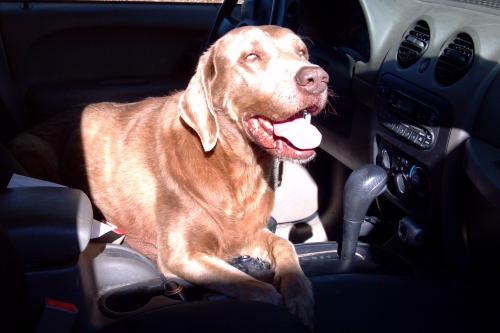 Sally Weimaraner