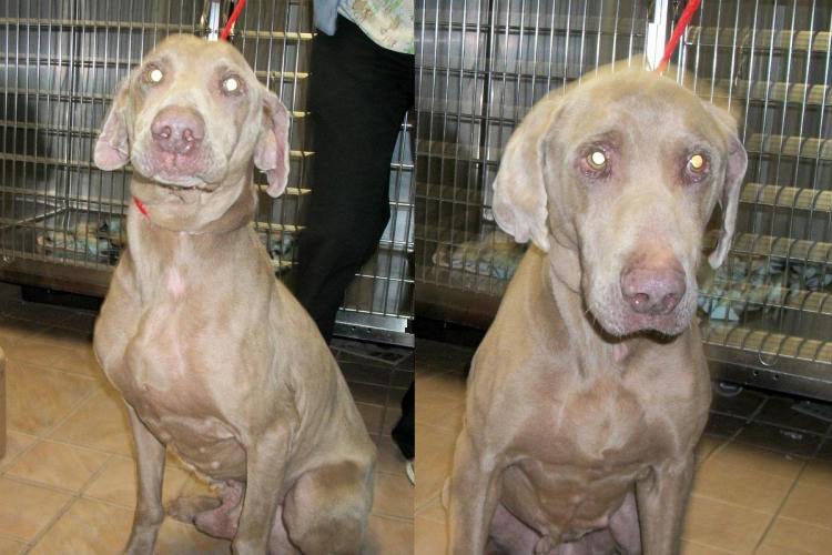 Sterling Weimaraner2