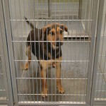 Barrow County Hound Dog