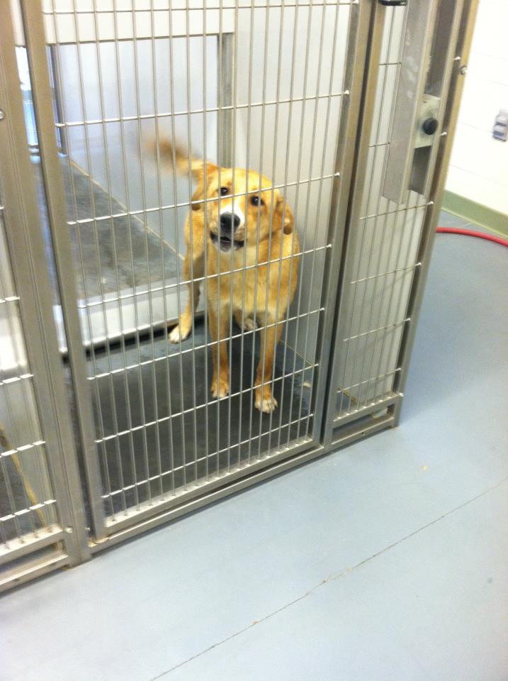 golden retriever animal shelter adoptable dogs for may 3 2013 politics caigns and elections golden retriever animal shelter adoptable dogs for may 3 2013 politics caigns and elections