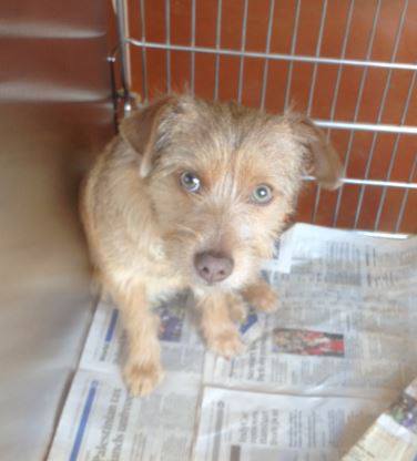 GwinnettBabyTerrier