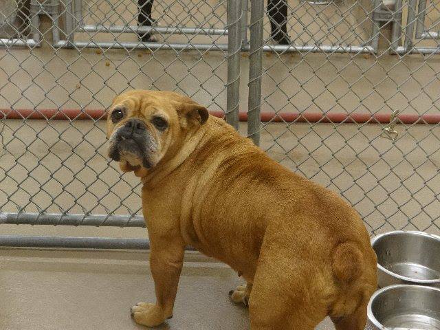 GwinnettBulldog