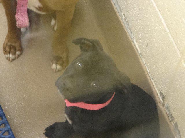 GwinnettPuppy