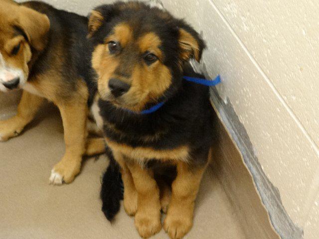 GwinnettPuppy2