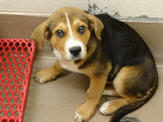 GwinnettPuppy3