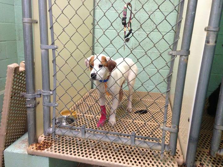 Dixie Small Dog Rescue Dixie Small Dog Rescue