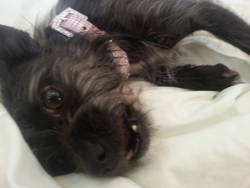 Dog Rescue Stockbridge Ga Dog Rescue Stockbridge Ga