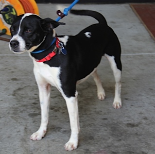 boston and rat terrier mix