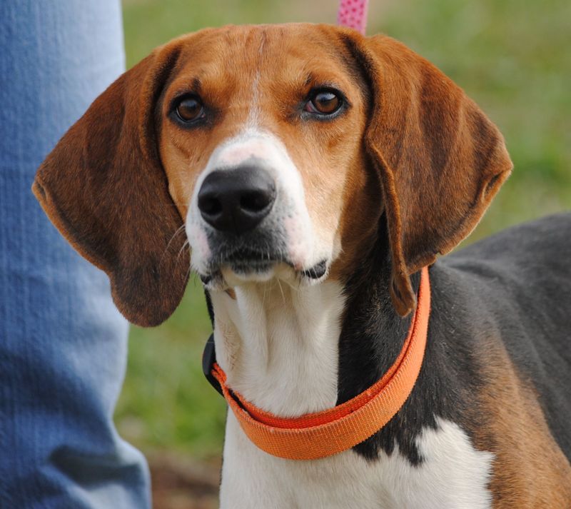 Trading post dogs for adoption Abogada Jerez Raquel Franco Abogado