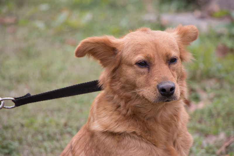 Adoptable Georgia Dogs for February 5, 2014 - Georgia Politics