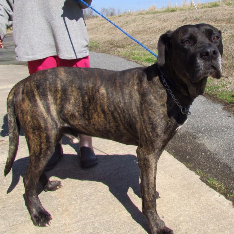 adoptable georgia dogs for march 25 2014 georgia adoptable georgia dogs for march 25 2014 georgia