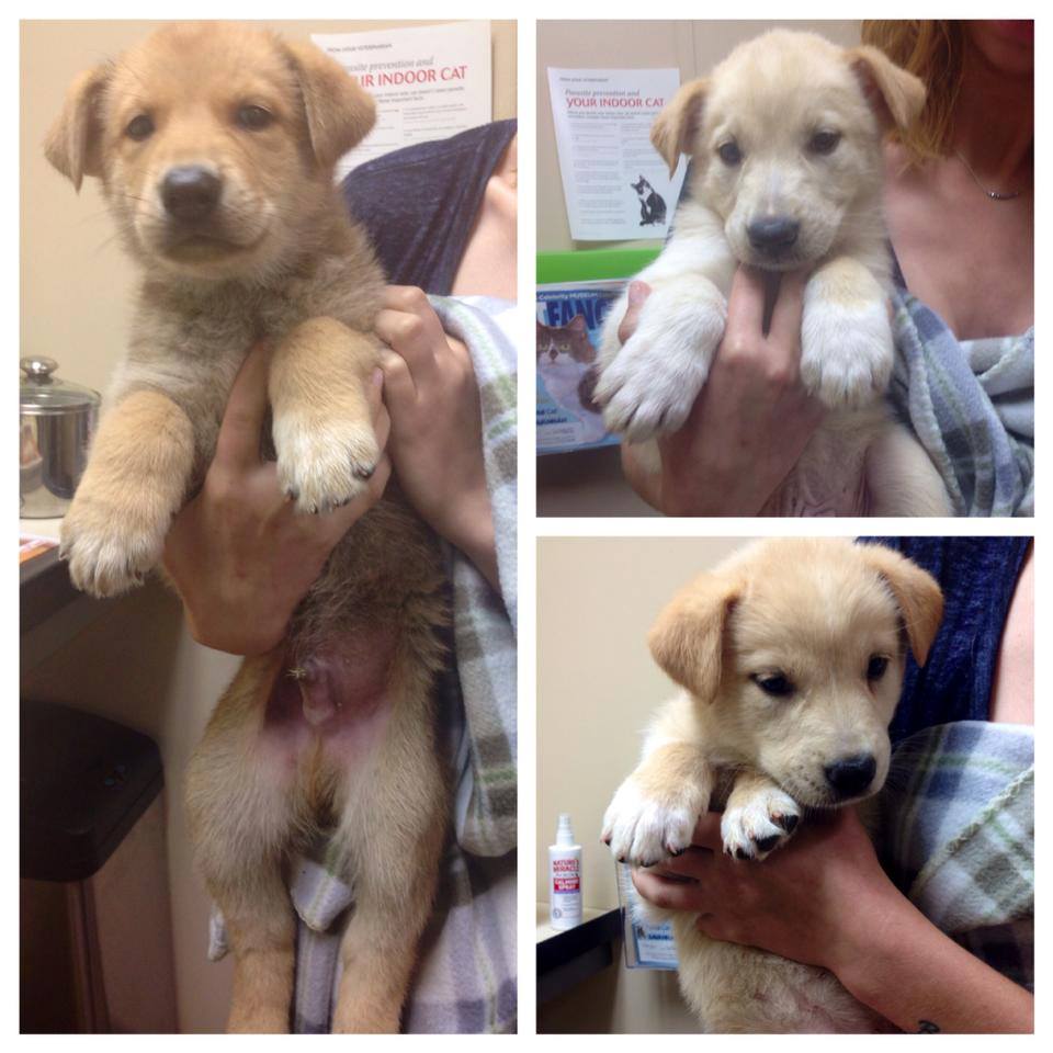 Angel Puppies