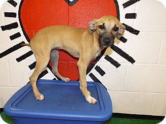 14d 1259 georgia adoptable dogs july floyd adoption chihuahua rome puppy ga mix animal county female