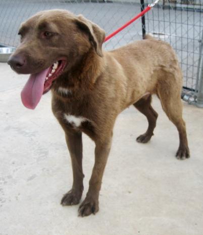 carroll county pound adoptable dogs for august 28 2014 politics caigns and elections carroll county pound adoptable dogs for august 28 2014 politics caigns and elections