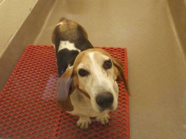 Basset42928