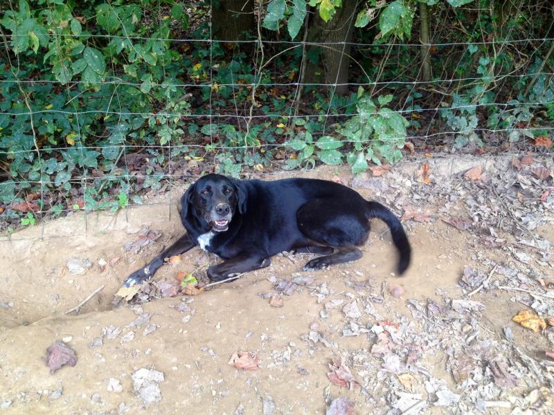 Libby Lab