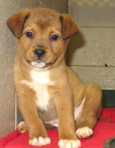 medium sized dogs for adoption