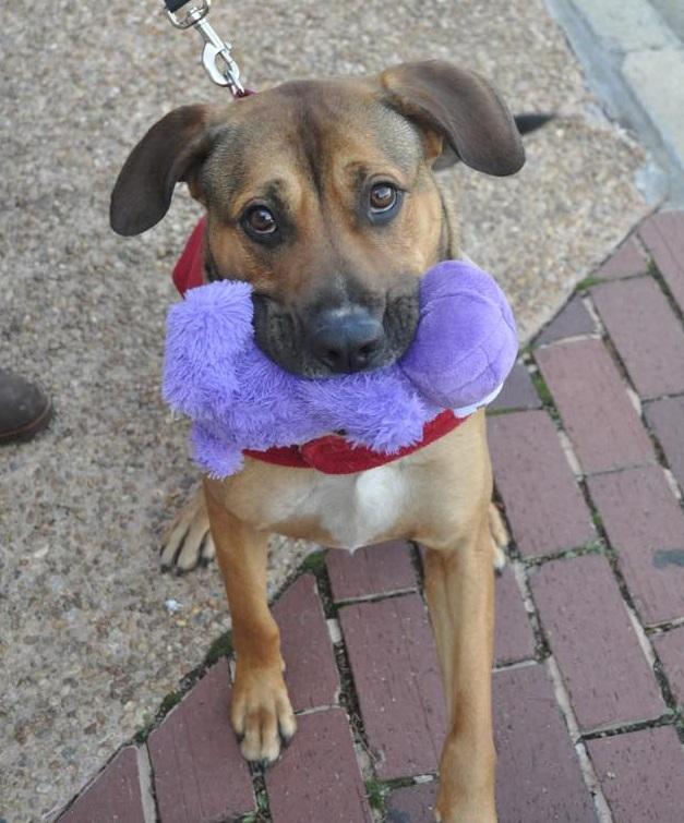 Buddy Hound