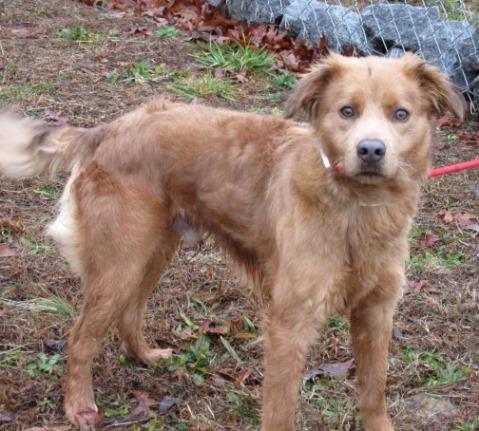 carroll county pound adoptable dogs for january 7 2015 politics caigns and elections carroll county pound adoptable dogs for january 7 2015 politics caigns and elections