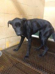 Adoptable Georgia Dogs for January 13, 2014 - Georgia Politics