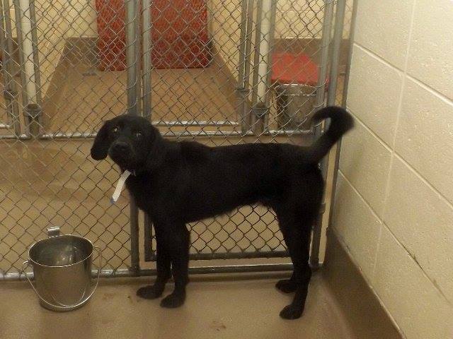 Gwinnett40682