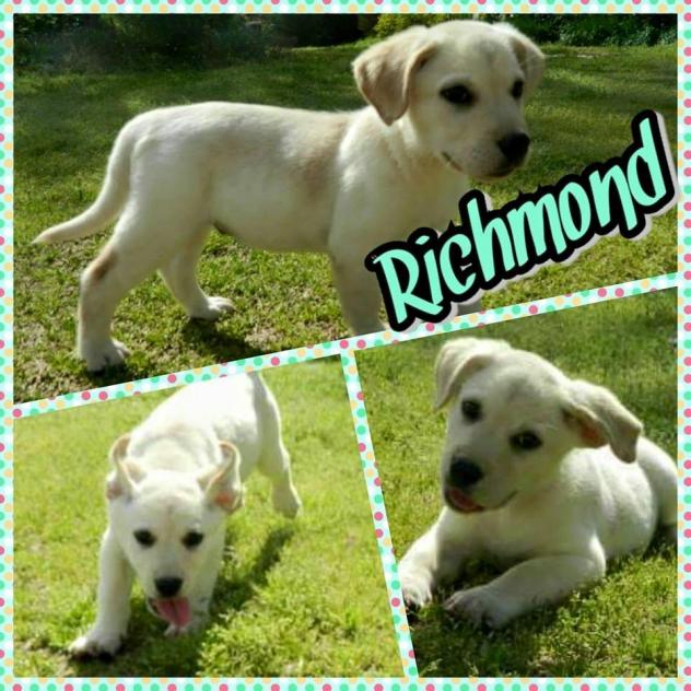 Politics, Campaigns and Elections GaPundit