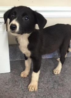 american bulldog and border collie mix puppies