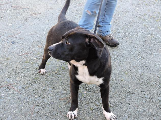 adoptable georgia dogs for january 7 2016 georgia adoptable georgia dogs for january 7 2016 georgia