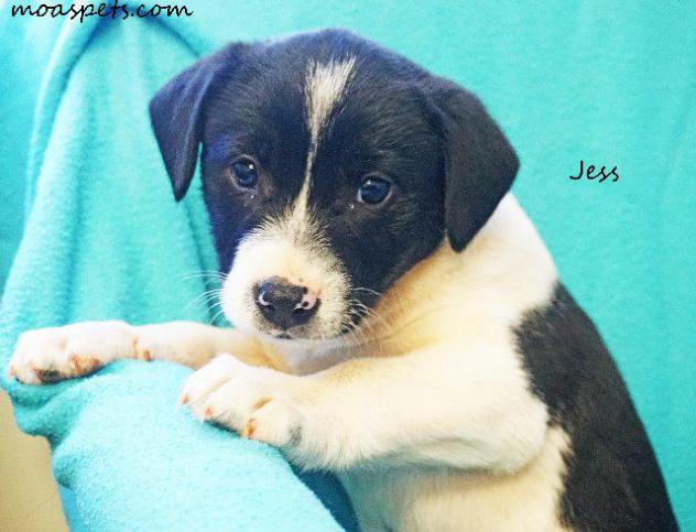 Jess