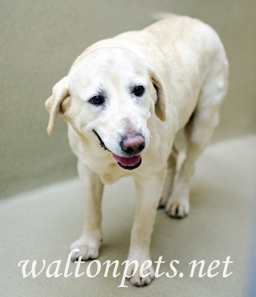 List 102+ Pictures Walton County Animal Shelter Photos Superb